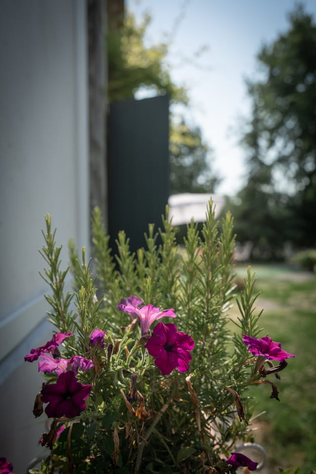 Blumen außerhalb des Restaurants